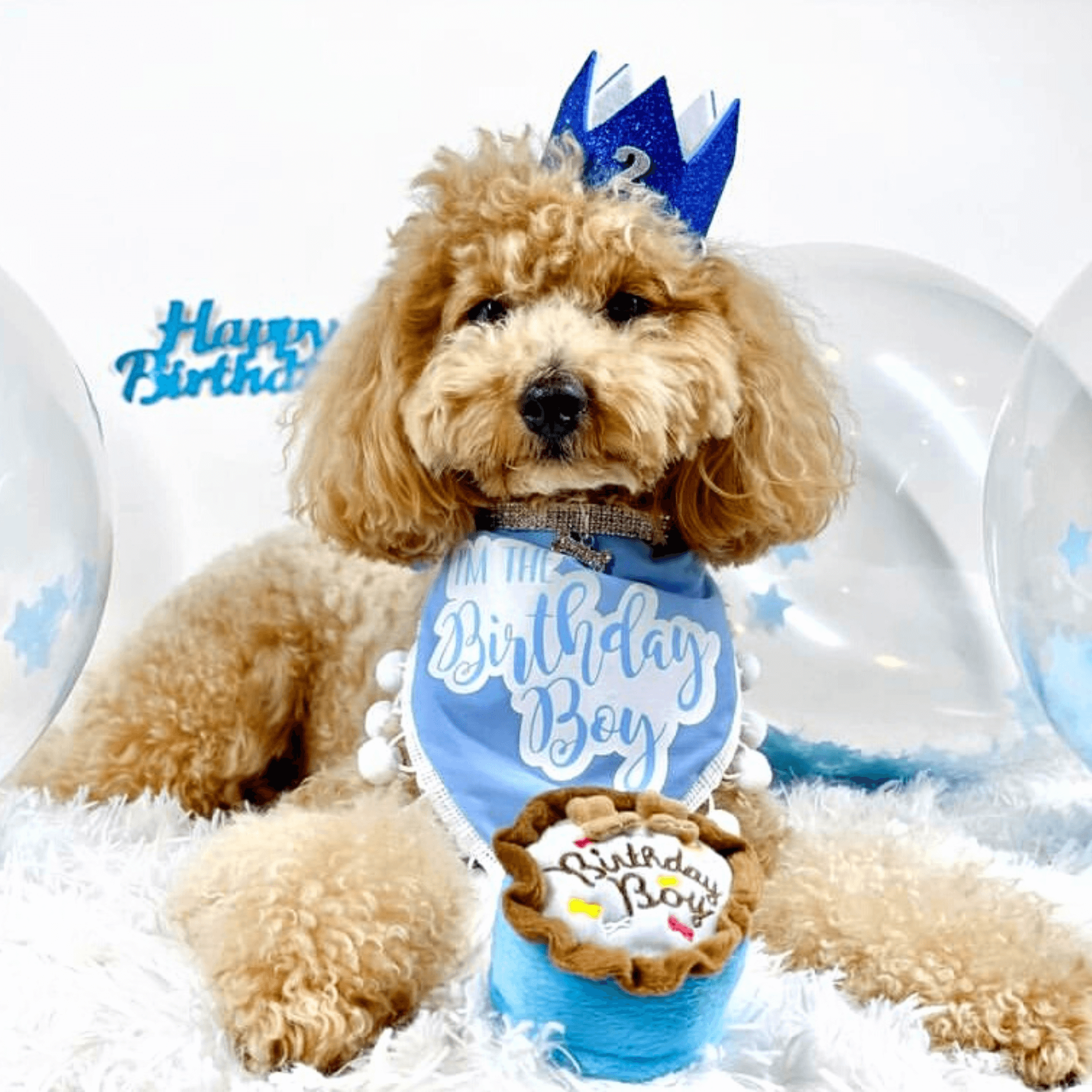 dog birthday cake toy, plush squeaker let's pawty