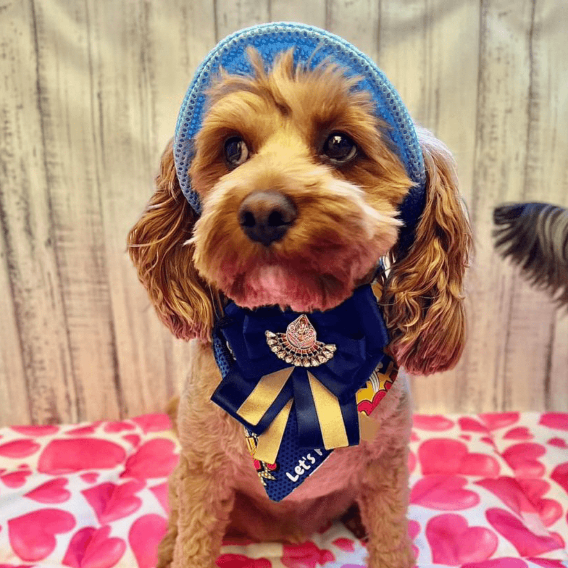 Protective sun hat for dogs to help shade the eyes let's pawty