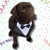 Pinstripe dog bandana fashion accessory furbaby Australia