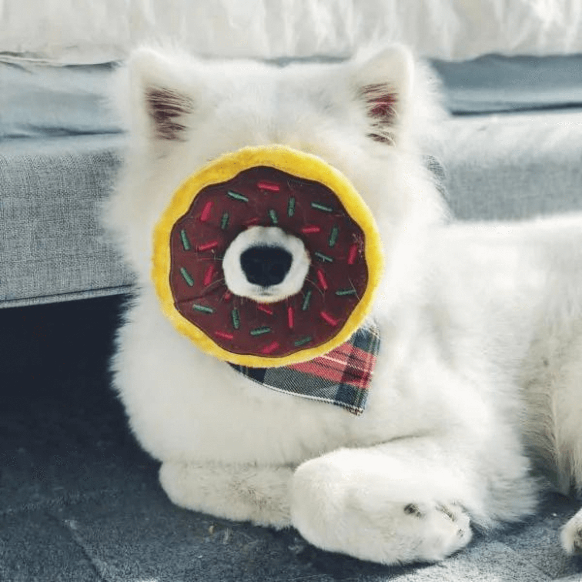Donut gingerbread dog toy, let's pawty