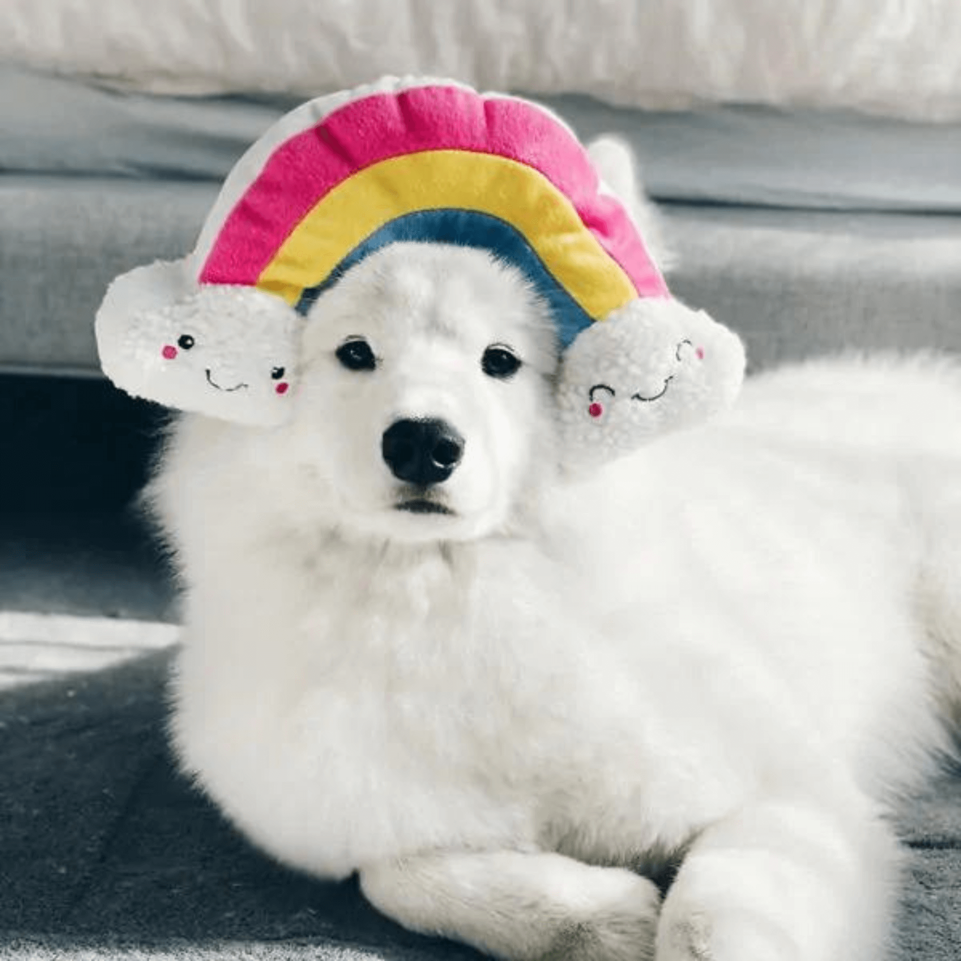 Rainbow themed plush and squeaky dog toy, let's pawty