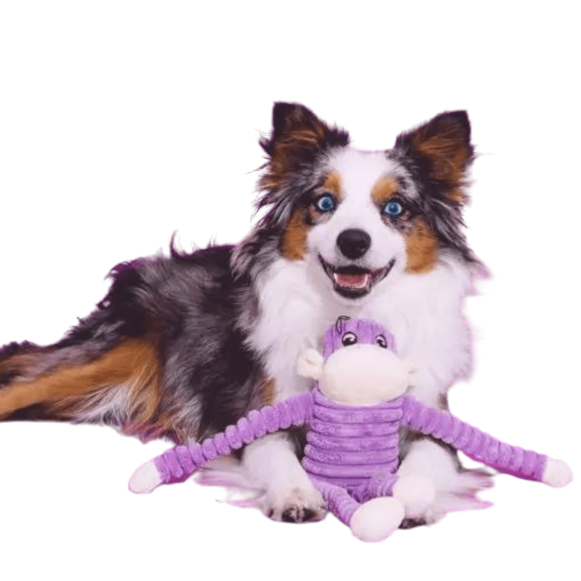Plush crinkle dog toy monkey, let's pawty