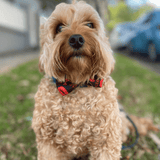 Valentine dog bow, let's pawty fashion accessory red lips love