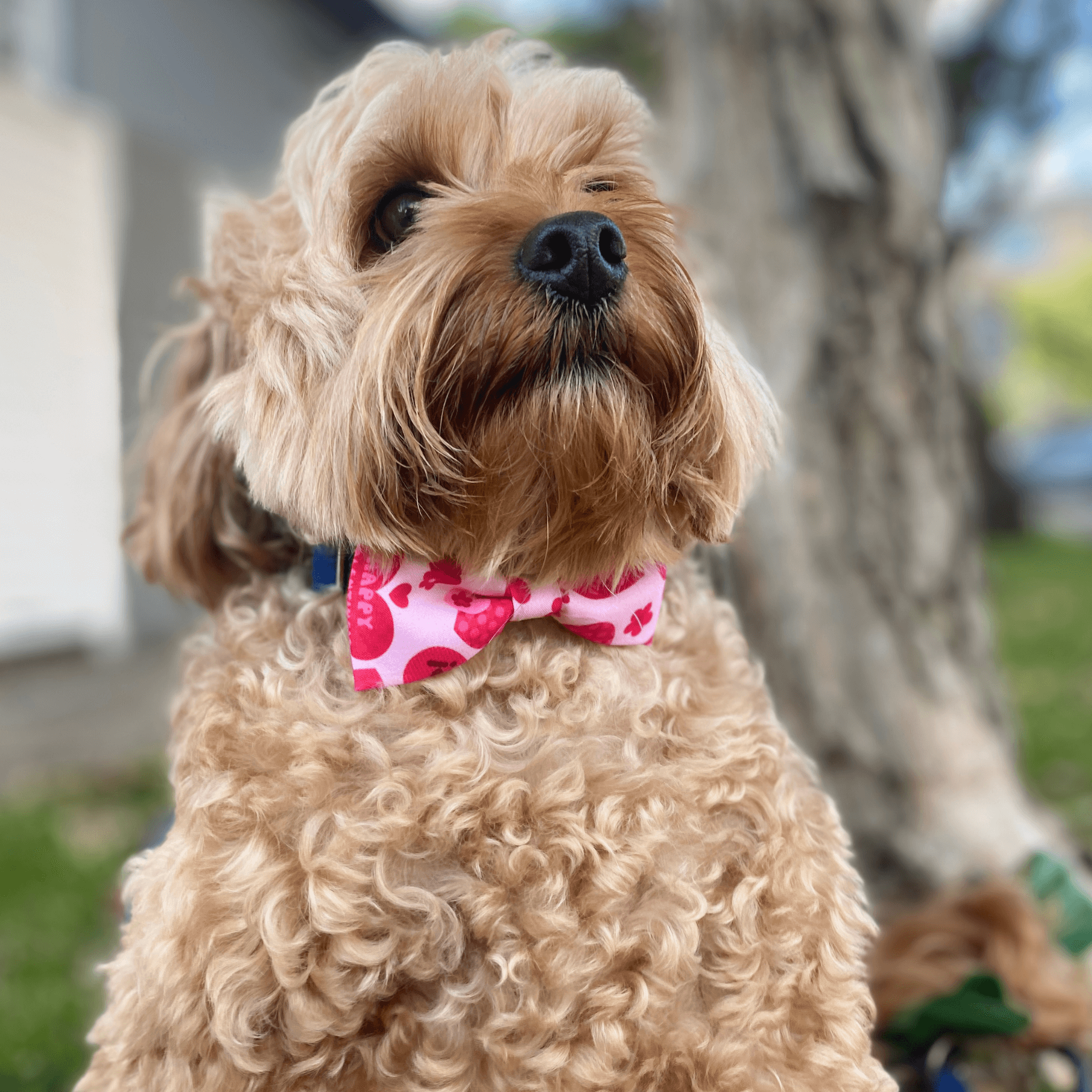 Valentine happy valentine dog bow fashion accessory, let's pawty