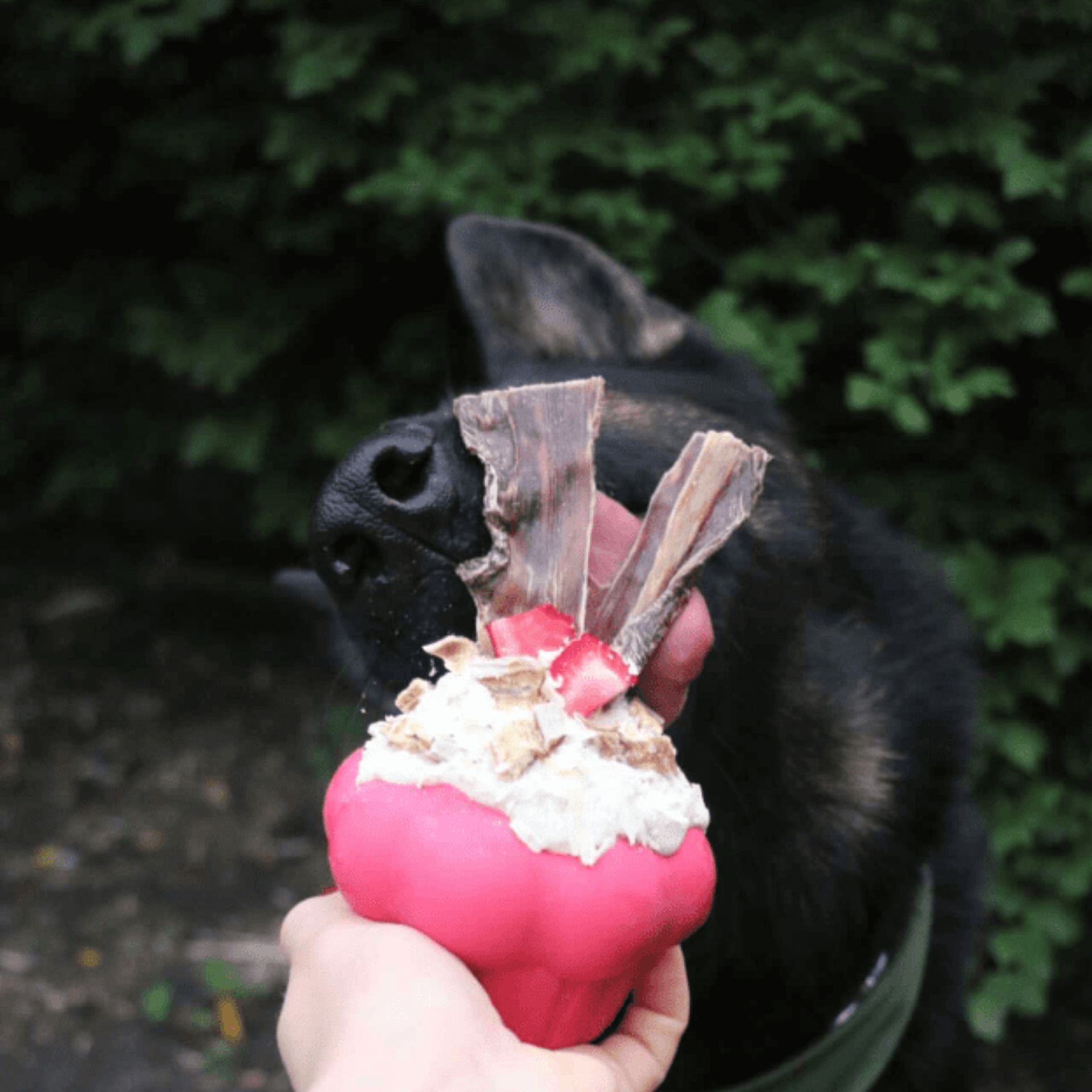 Durable dog toy, enrichment busts doggie boredom, let's pawty