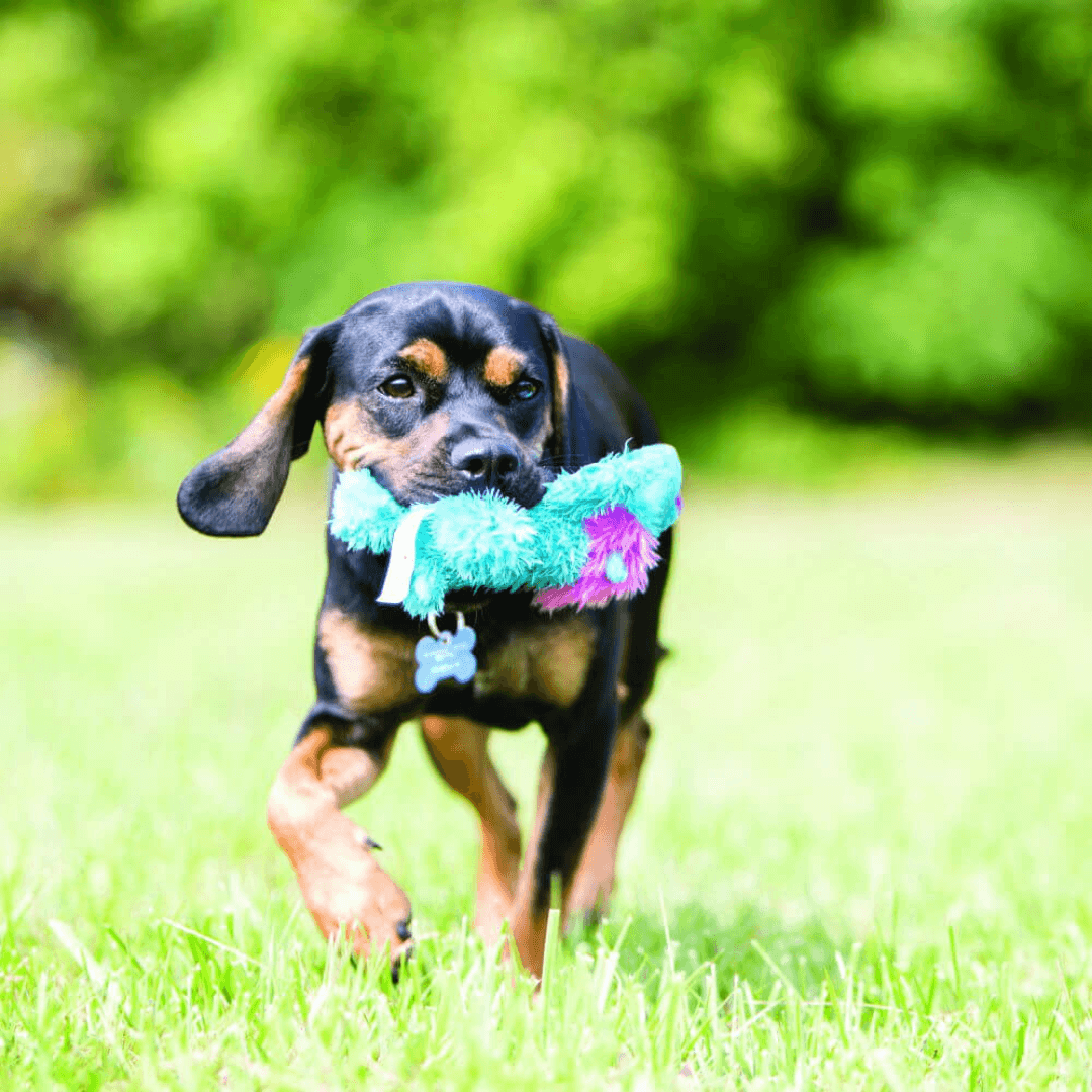 kong cozie king lion dog toy in blue Let's Pawty Sydney