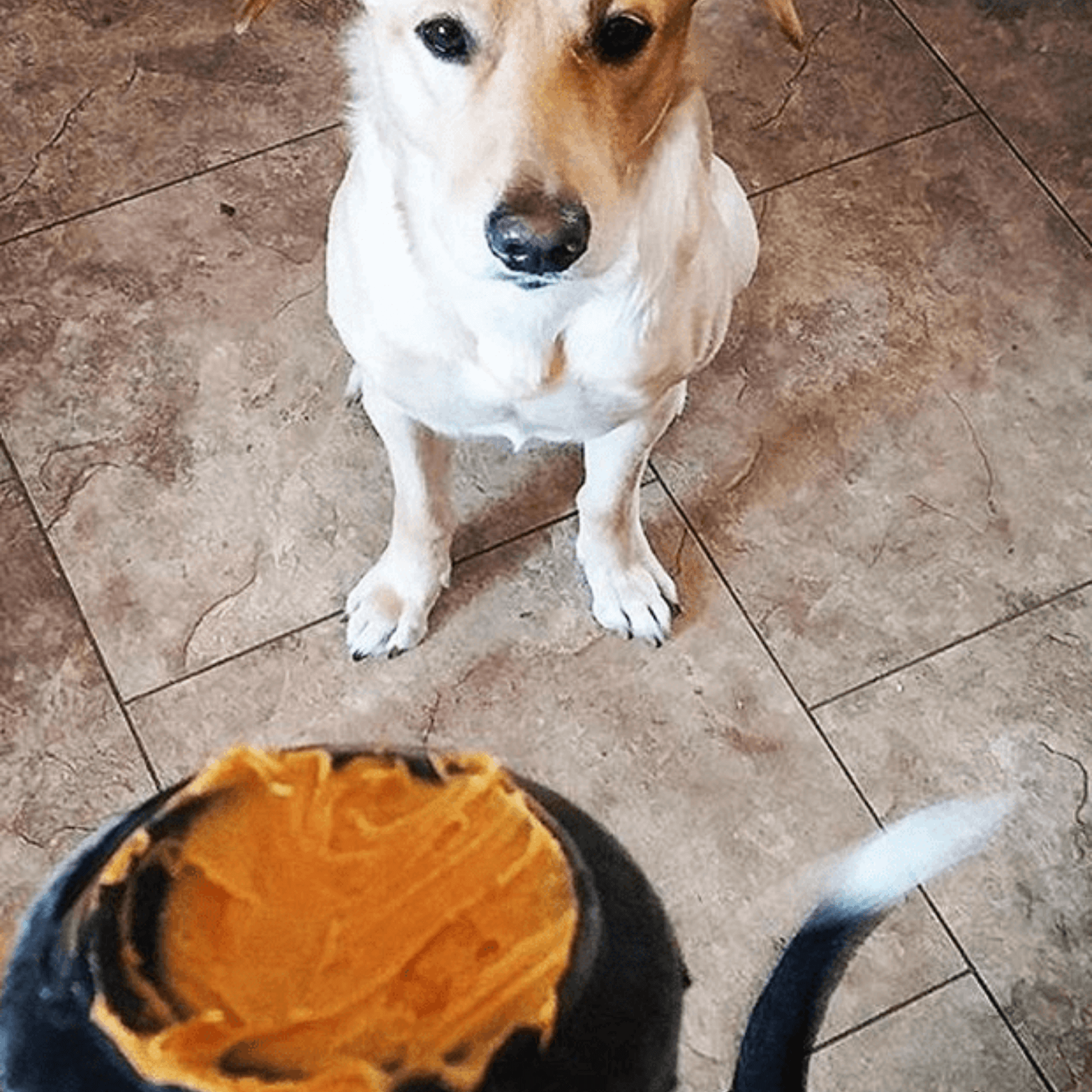 Extreme power chewers dog toy, enrichment, boredom buster, let's pawty