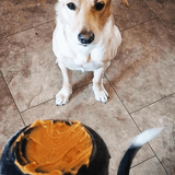 Extreme power chewers dog toy, enrichment, boredom buster, let's pawty