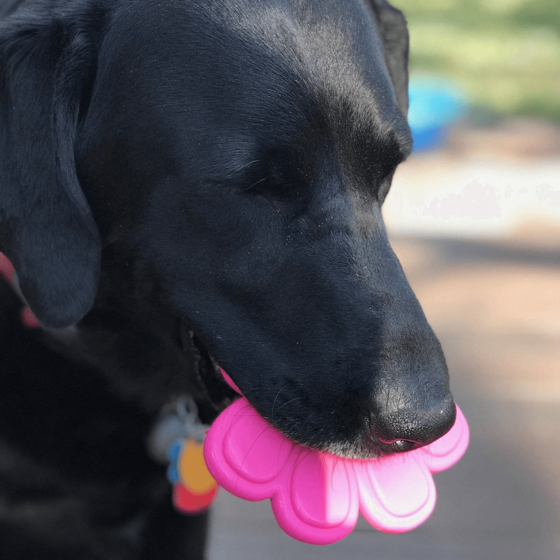 Aggressive dog chewers dog toy, paw shaped, let's pawty
