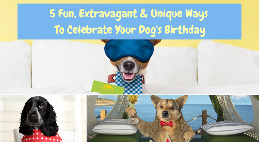 Fun, Unique and Extravagant ways to celebrate your dog on their birthday, let's pawty