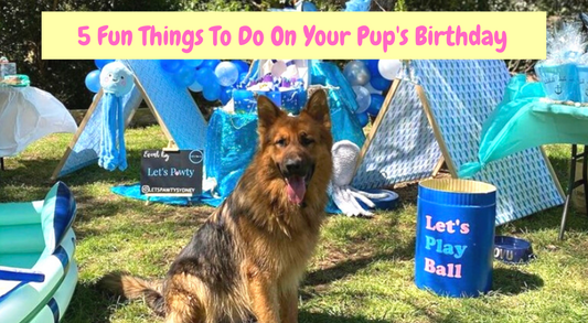 Fun things to do on your pup's birthday