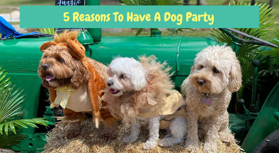5 reasons to have a dog party let's pawty sydney australia