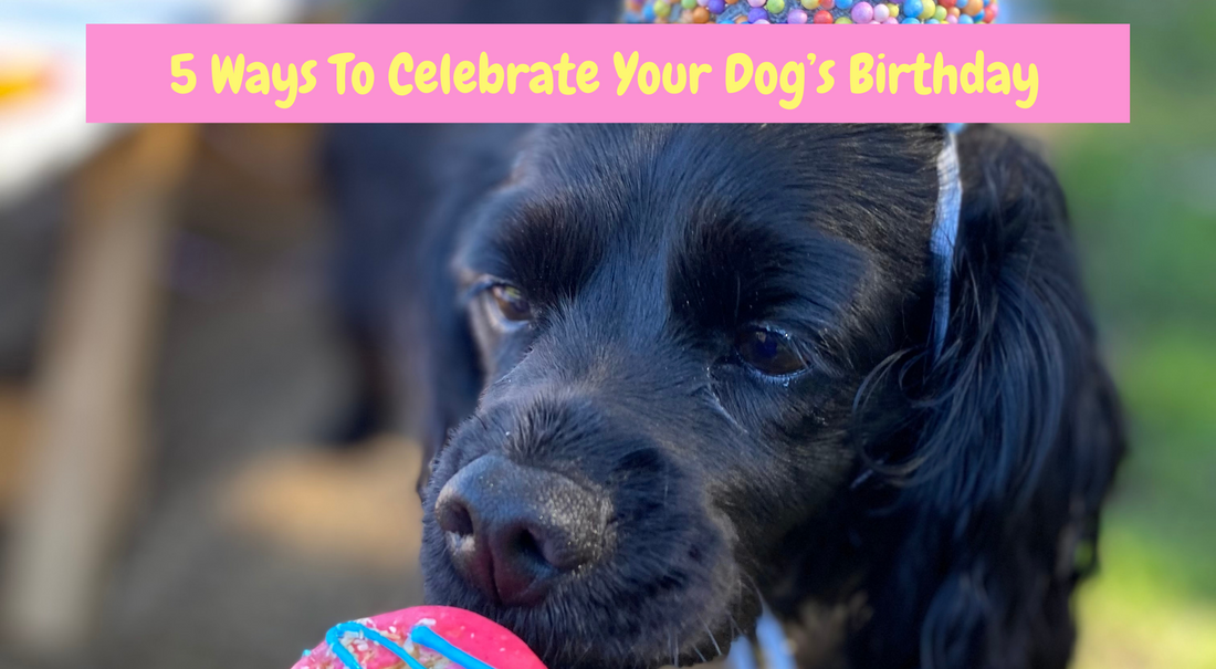 5 ways to celebrate your dogs birthday lets pawty sydney australia