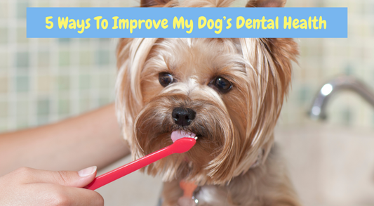 5 Ways To Improve Your Dog's Dental Health