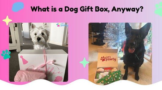 What is a Dog Gift Box, Anyway?