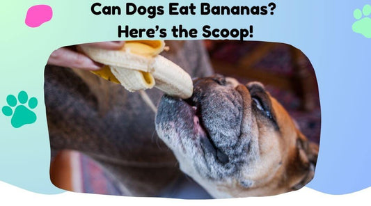 Can Dogs Eat bananas?  Here's the scoop