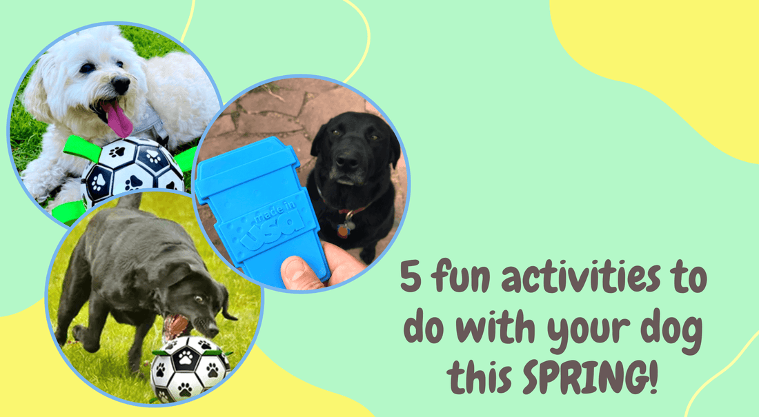 5 fun activities to do with your dog this spring!