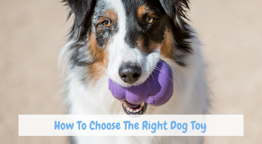 How To Choose The Right Dog Toy