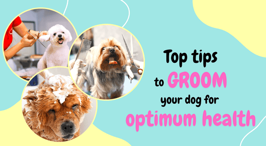Top tips to groom your dog for optimum health!