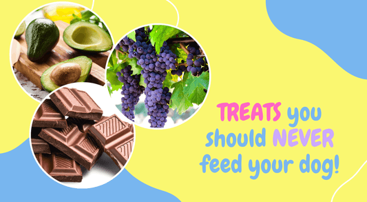 Dog treats you should never feed your dogs!