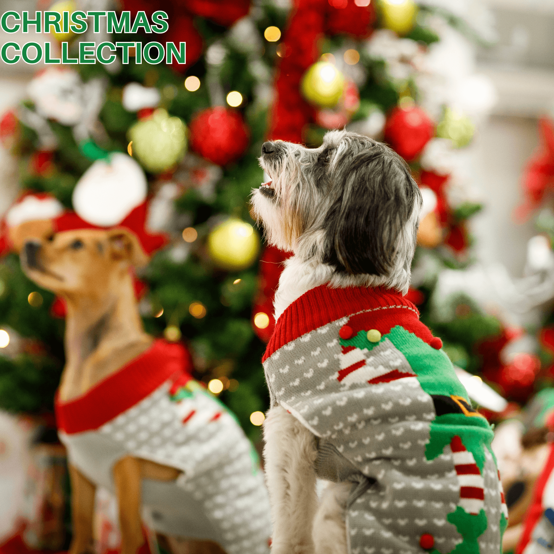 Best Dog Christmas Collection | Shop Online | Let's Pawty | Australia