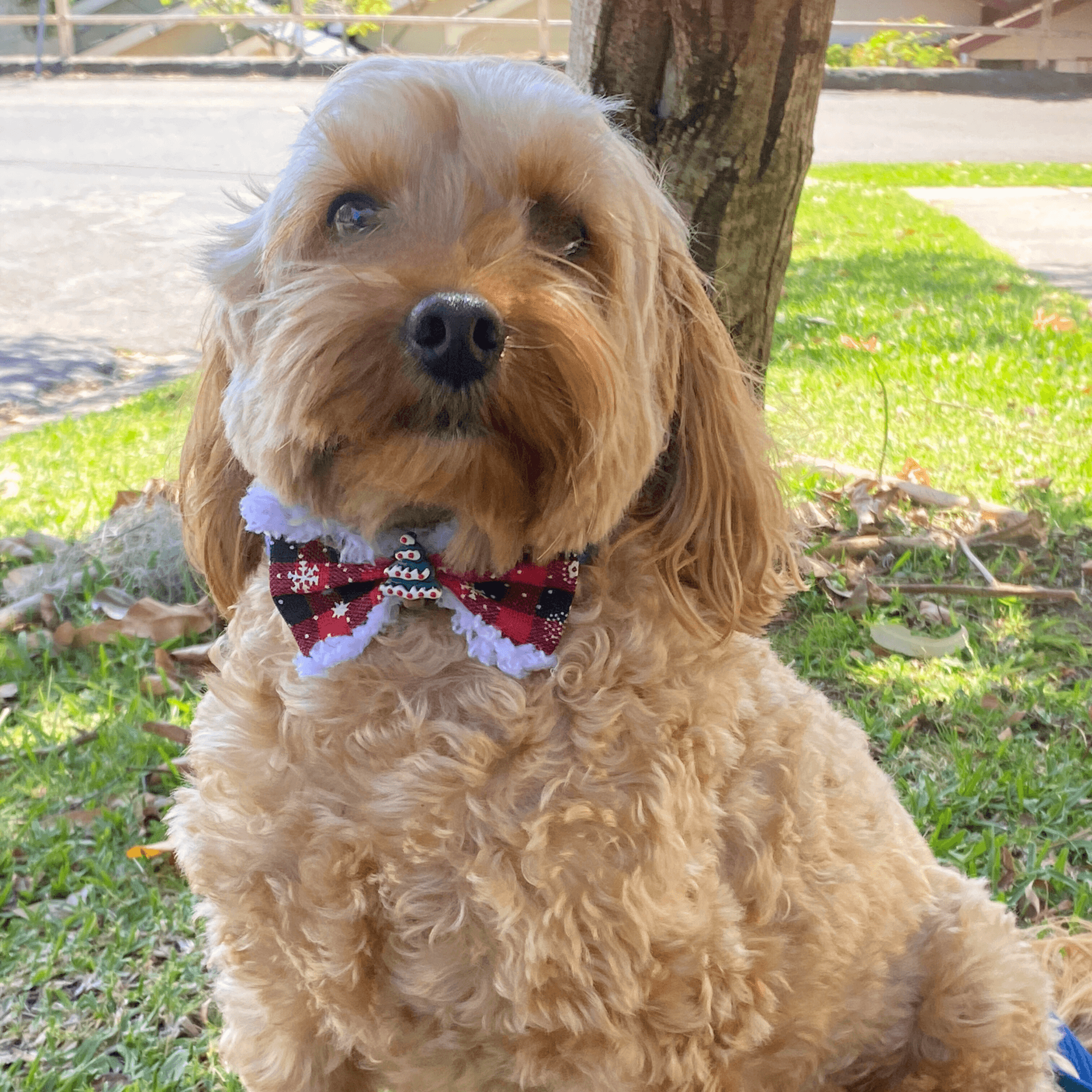 Red plaid buffalo check with snowflakes dog bow accessory let's pawty