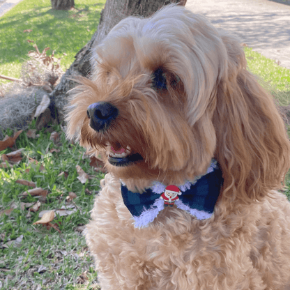Buffalo check plaid over the collar dog bow, let's pawty