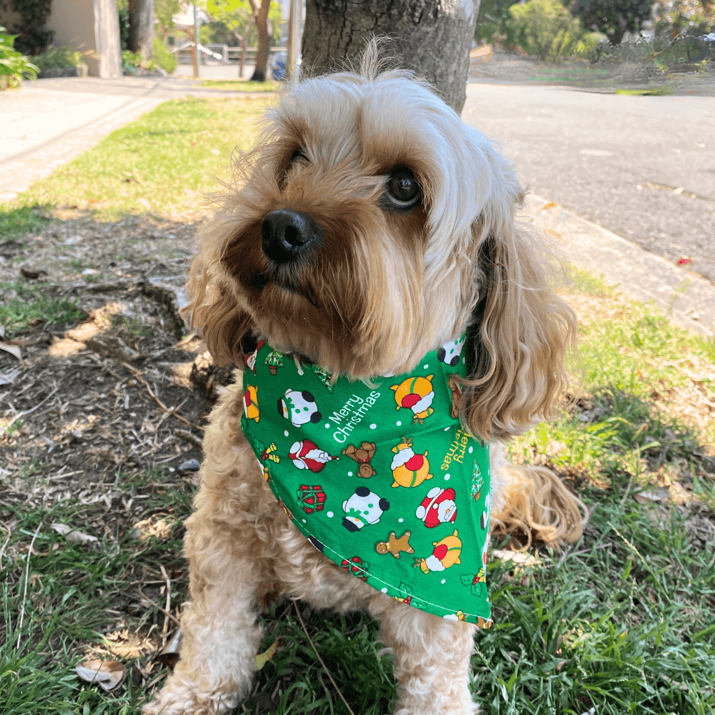 Christmas themed dog bandana, scarf style, tie on , let's pawty
