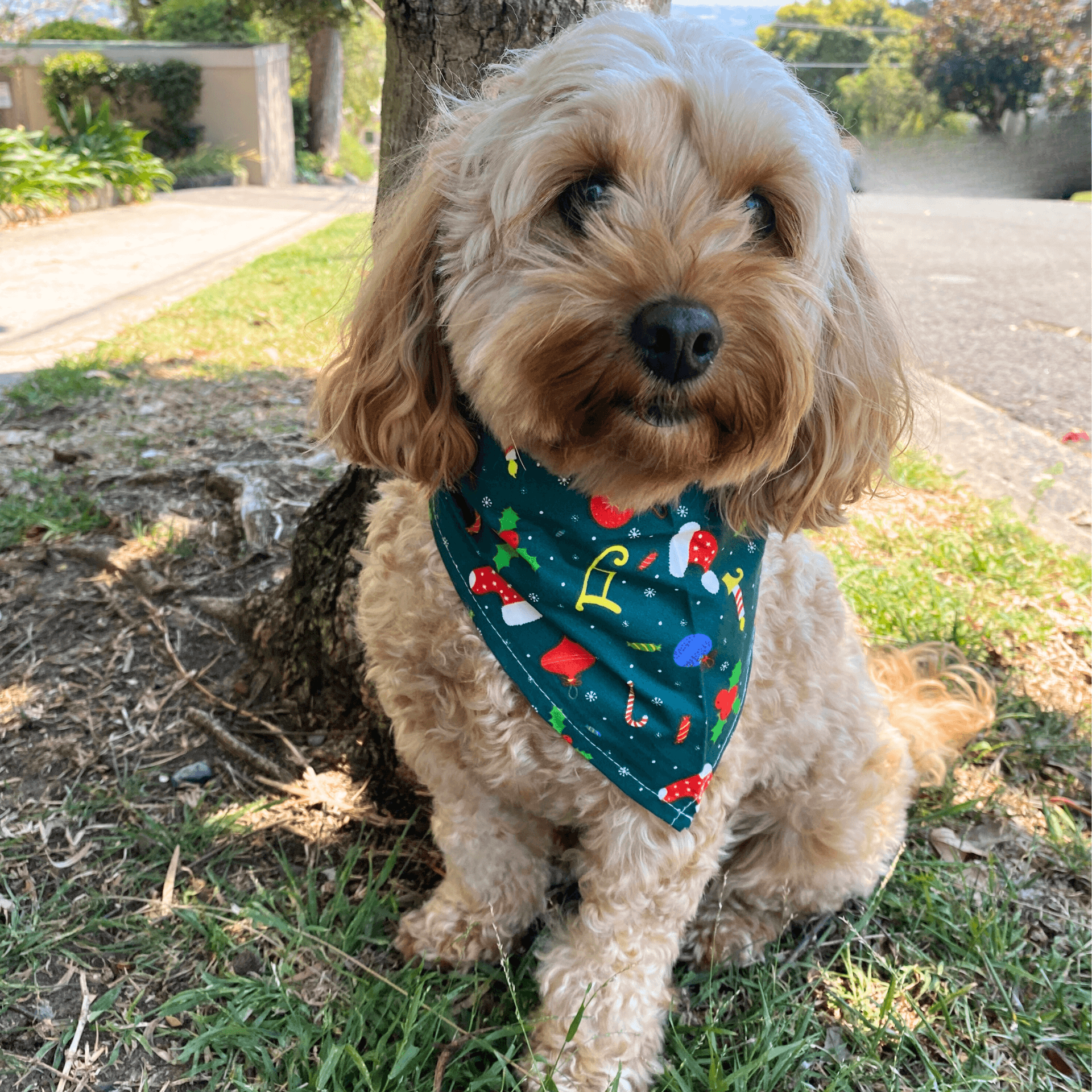 Christmas themed dog. bandana, tie on scarf style, let's pawty