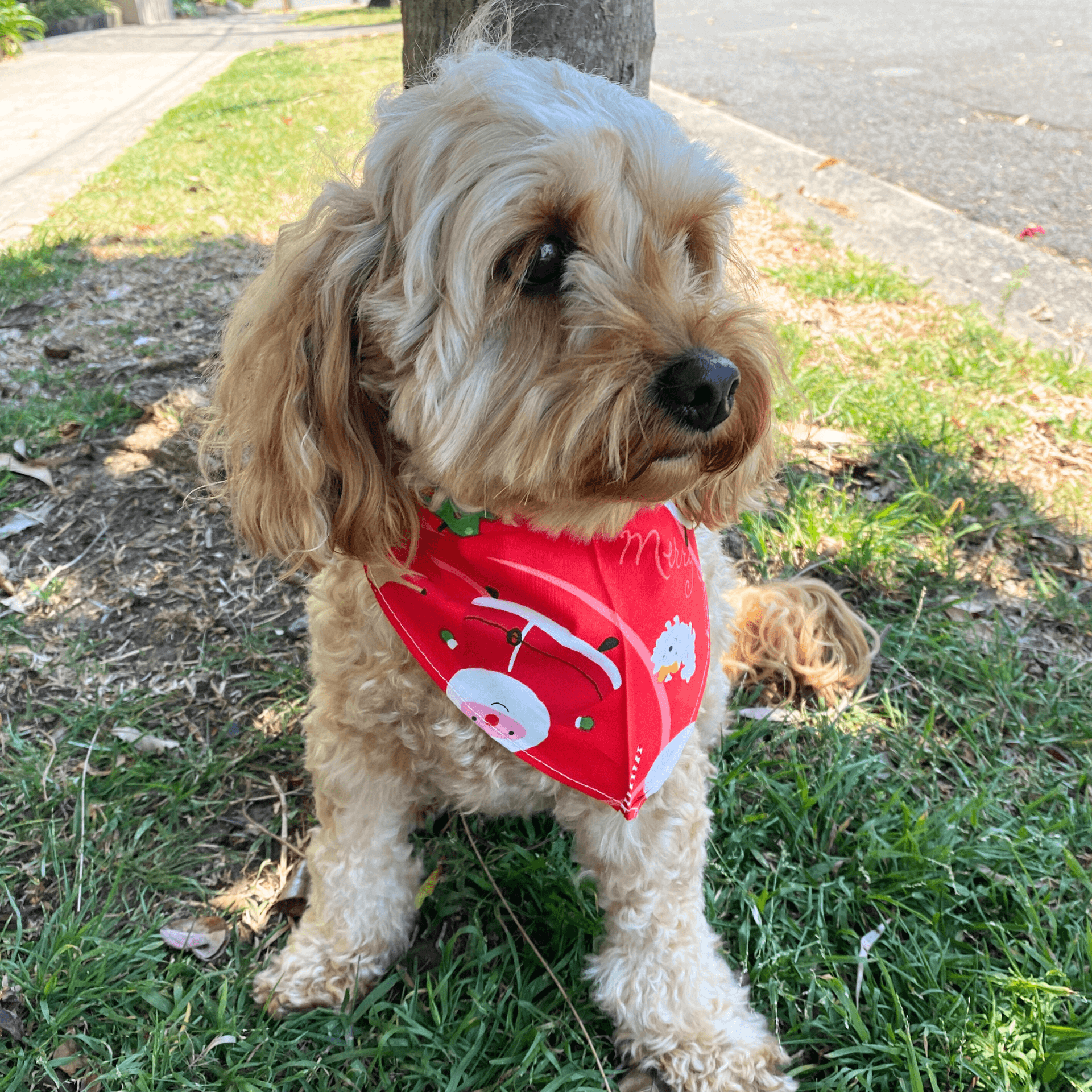 Christmas themed triangle shaped dog bandana, let's pawty