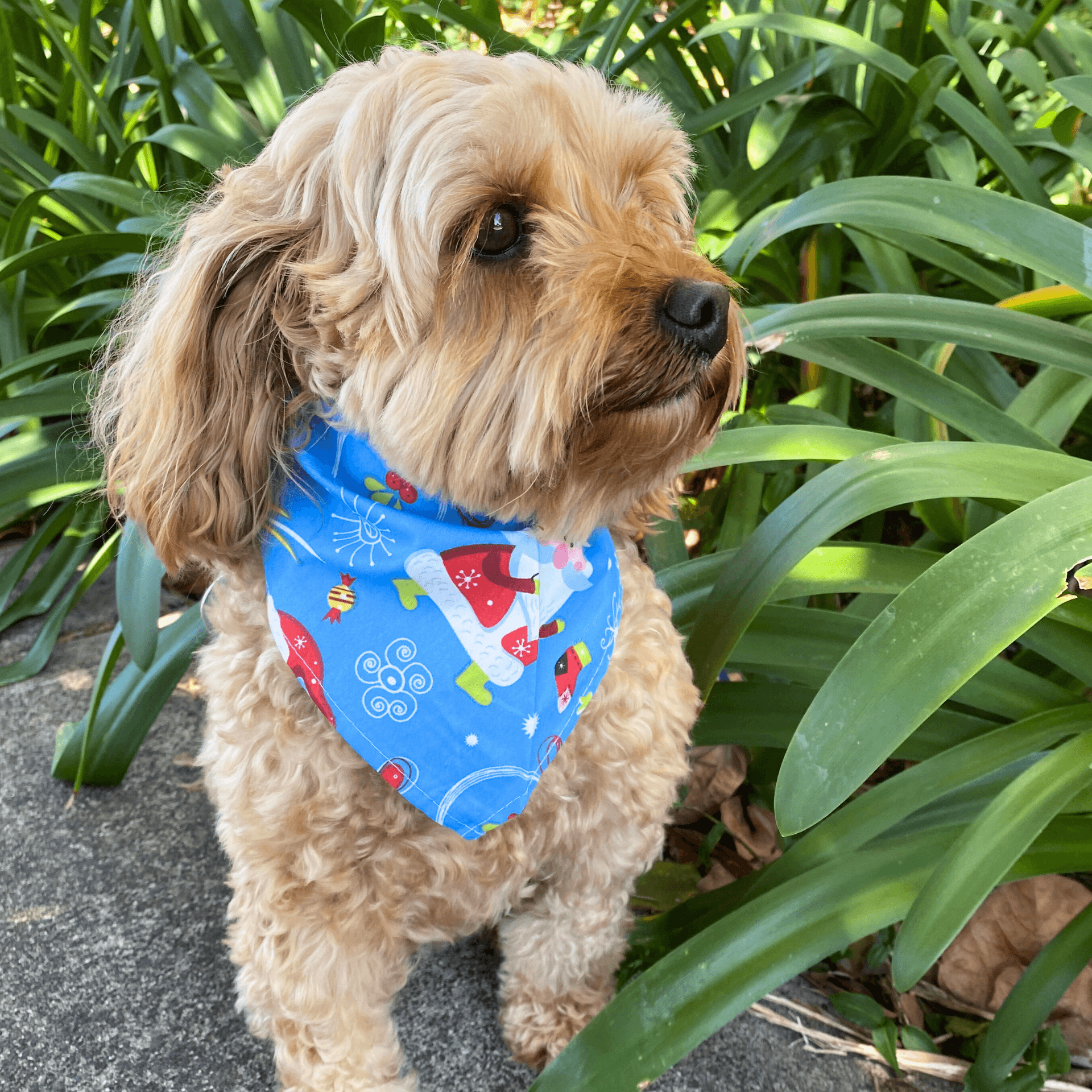 Let's Pawty smiling Santa dog bandana