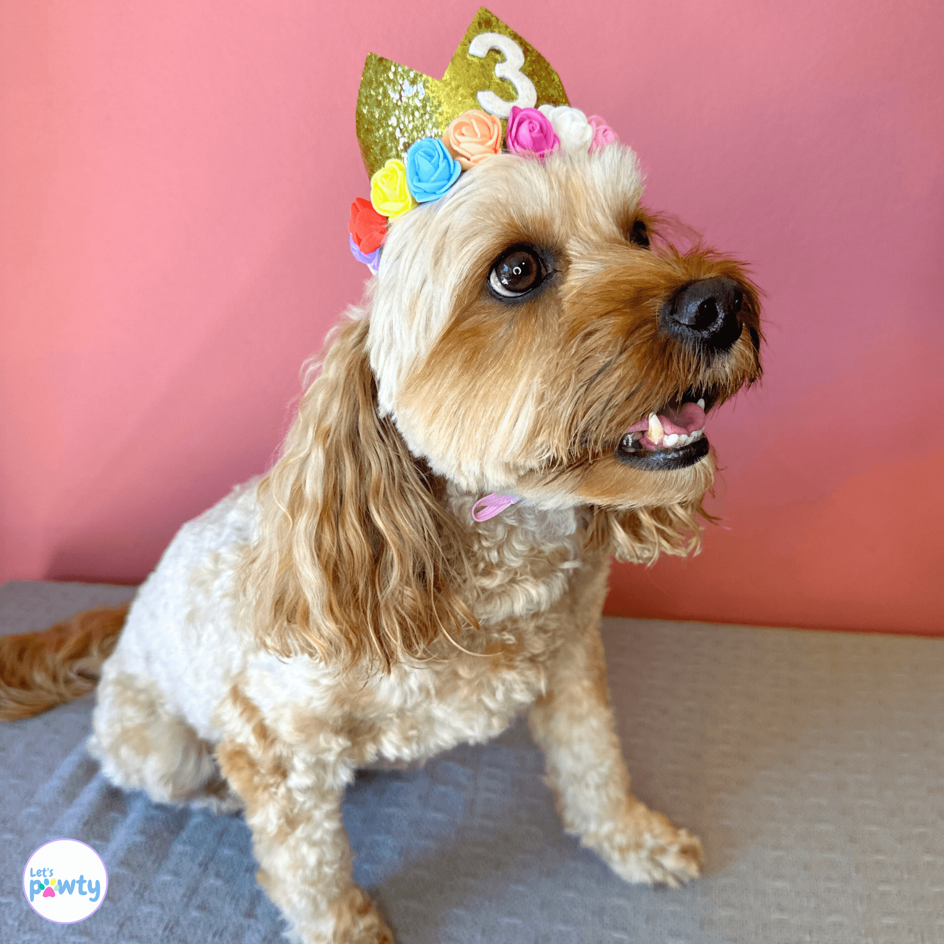 Dog Birthday Party Hat Gold with  Multi-Coloured Flowers