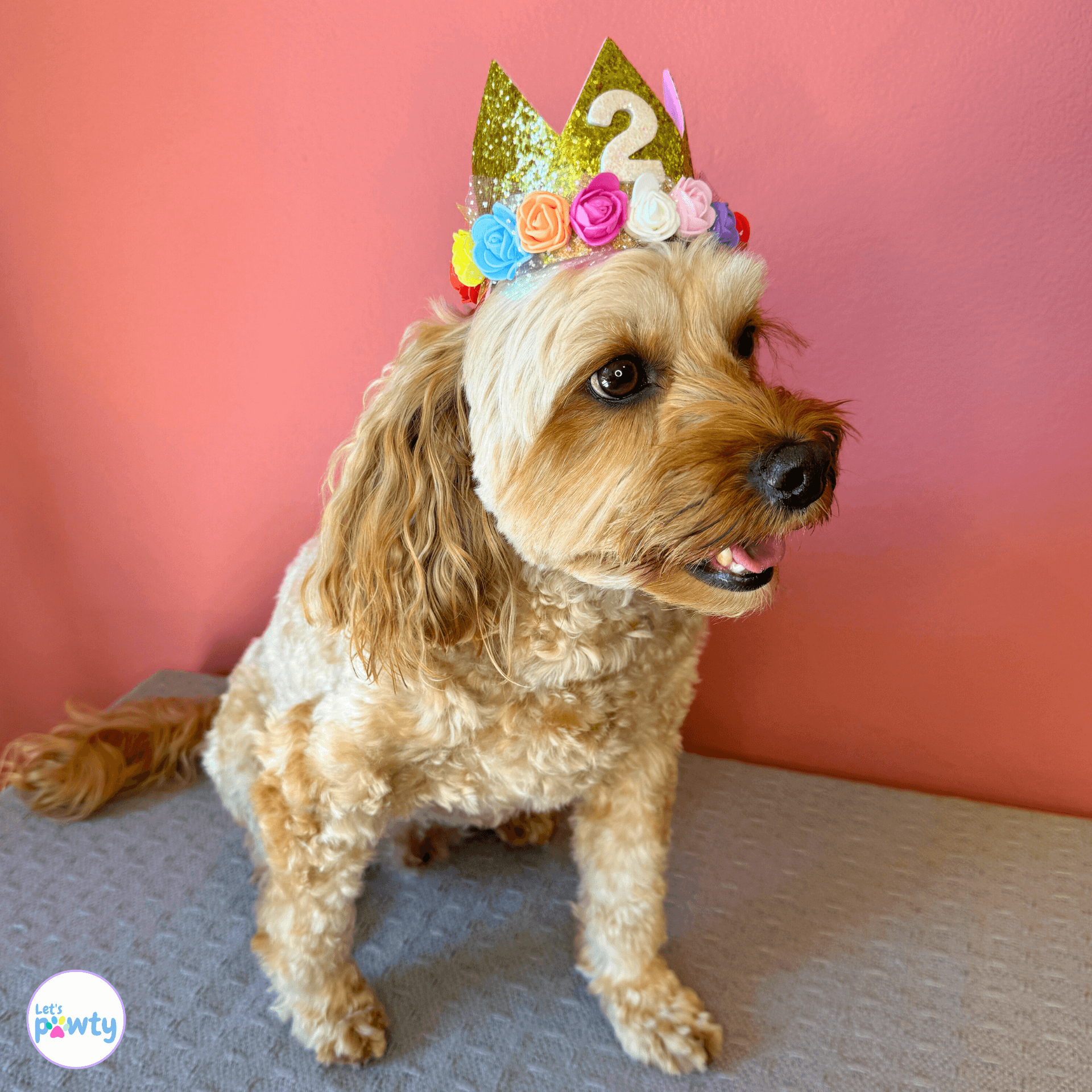 Dog Birthday Party Hat Gold with  Multi-Coloured Flowers