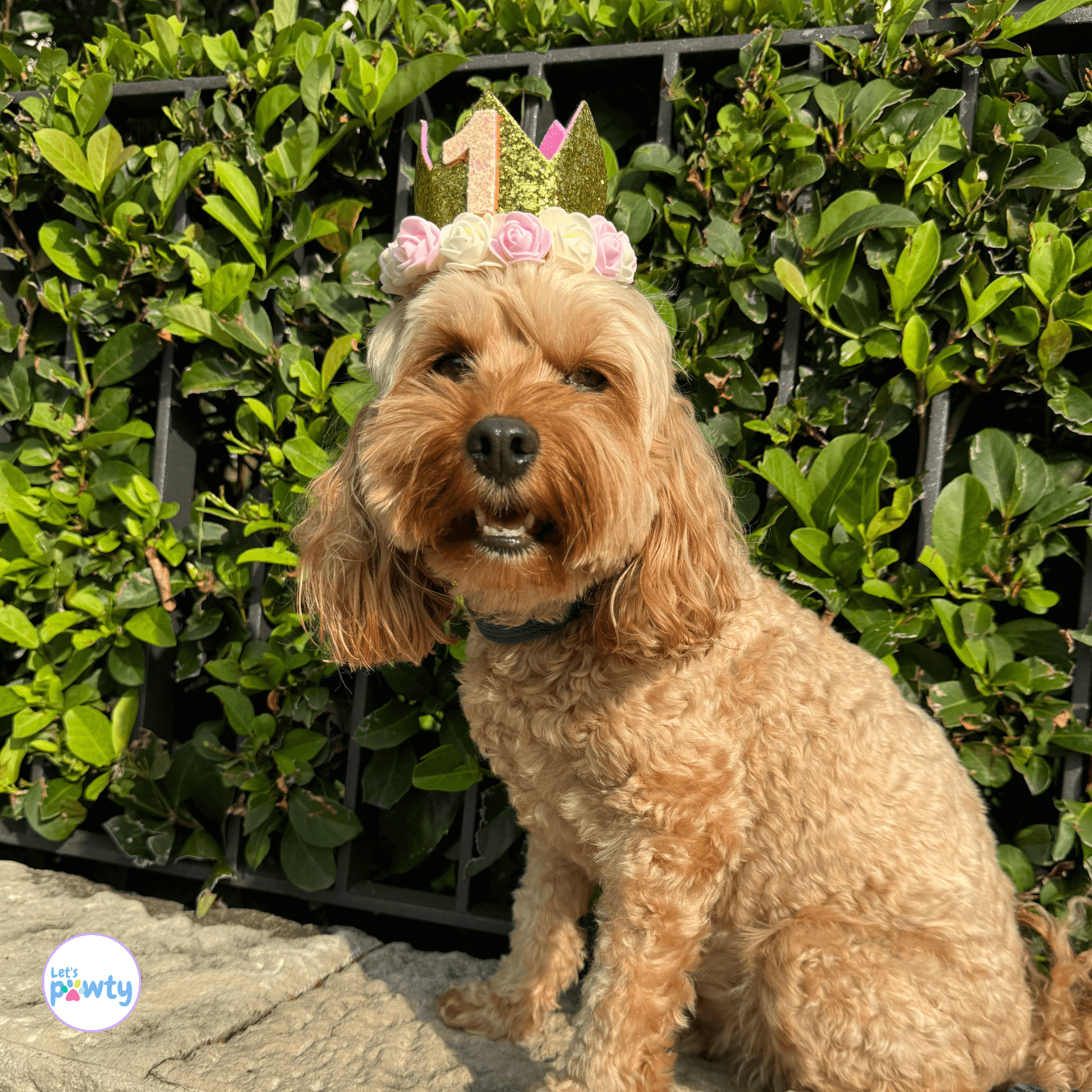 dog birthday hat crown, 1st birthday