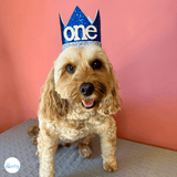 dog birthday hat glitter blue