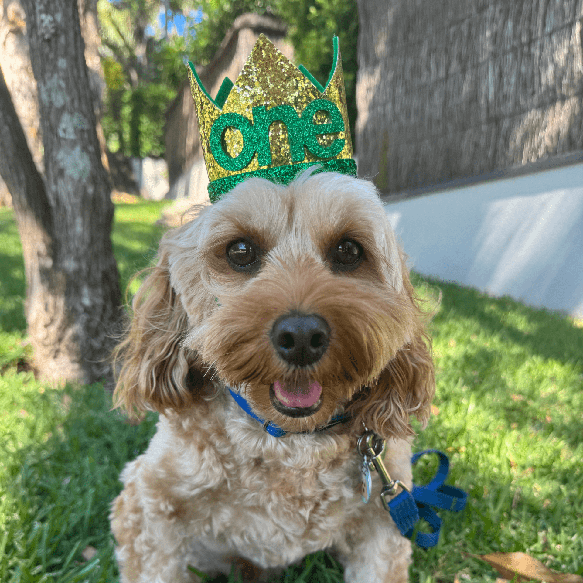 gold glitter dog party hat with one