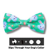 Easter-bunny-bow-dog-fashion