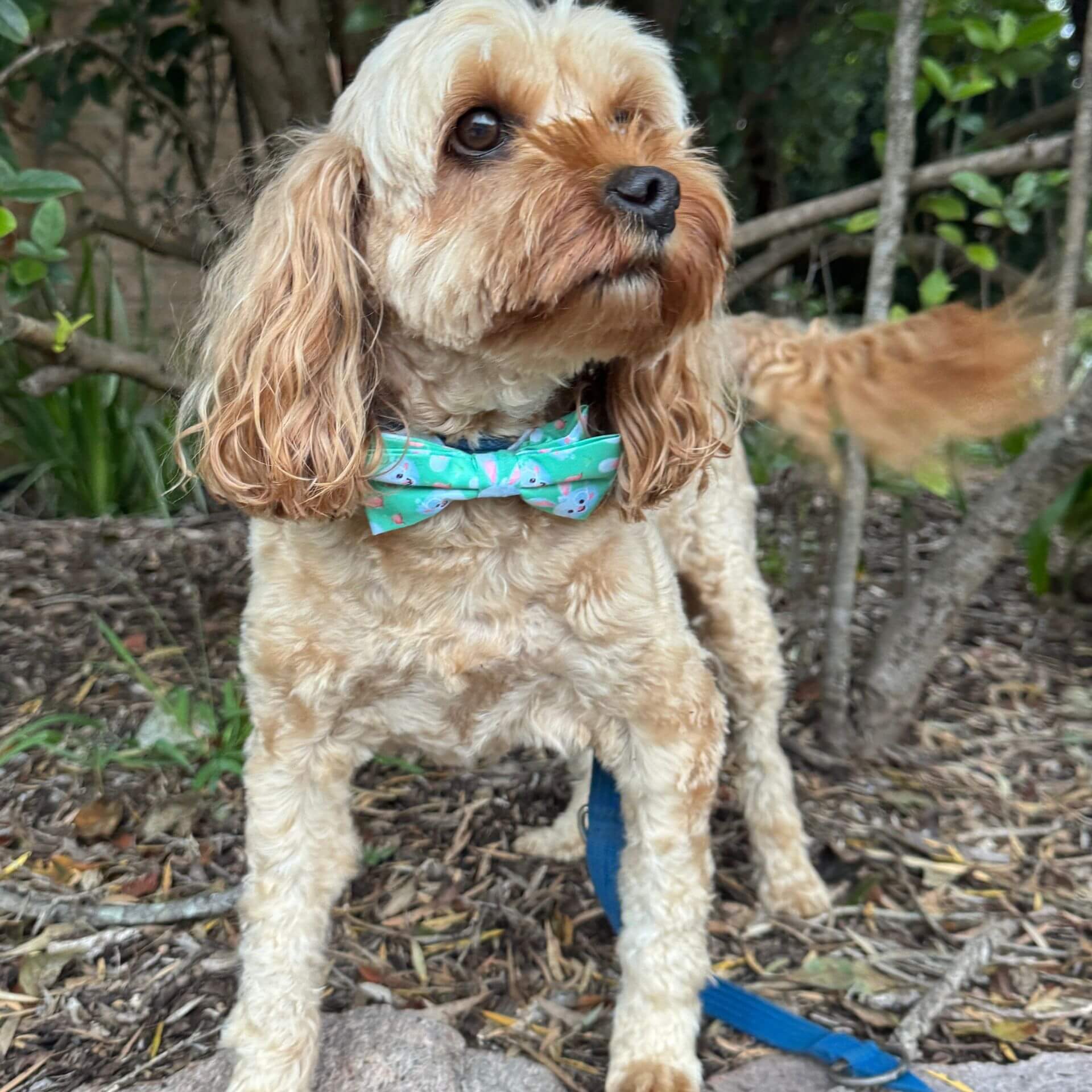 Easter-bunny-bow-dog-fashion