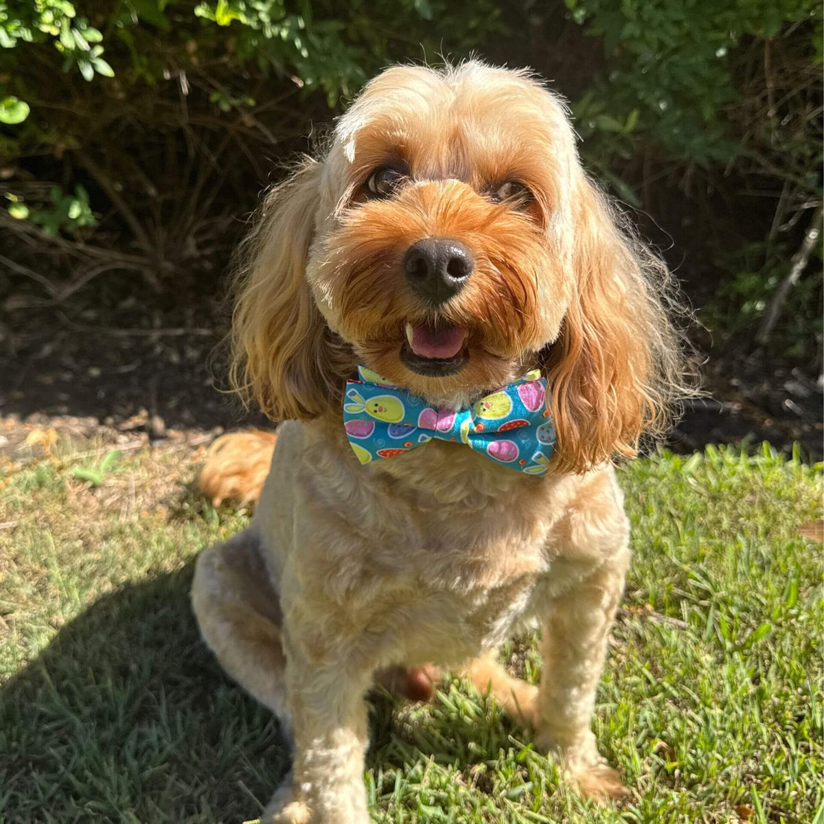 Easter dog bow, let's pawty 