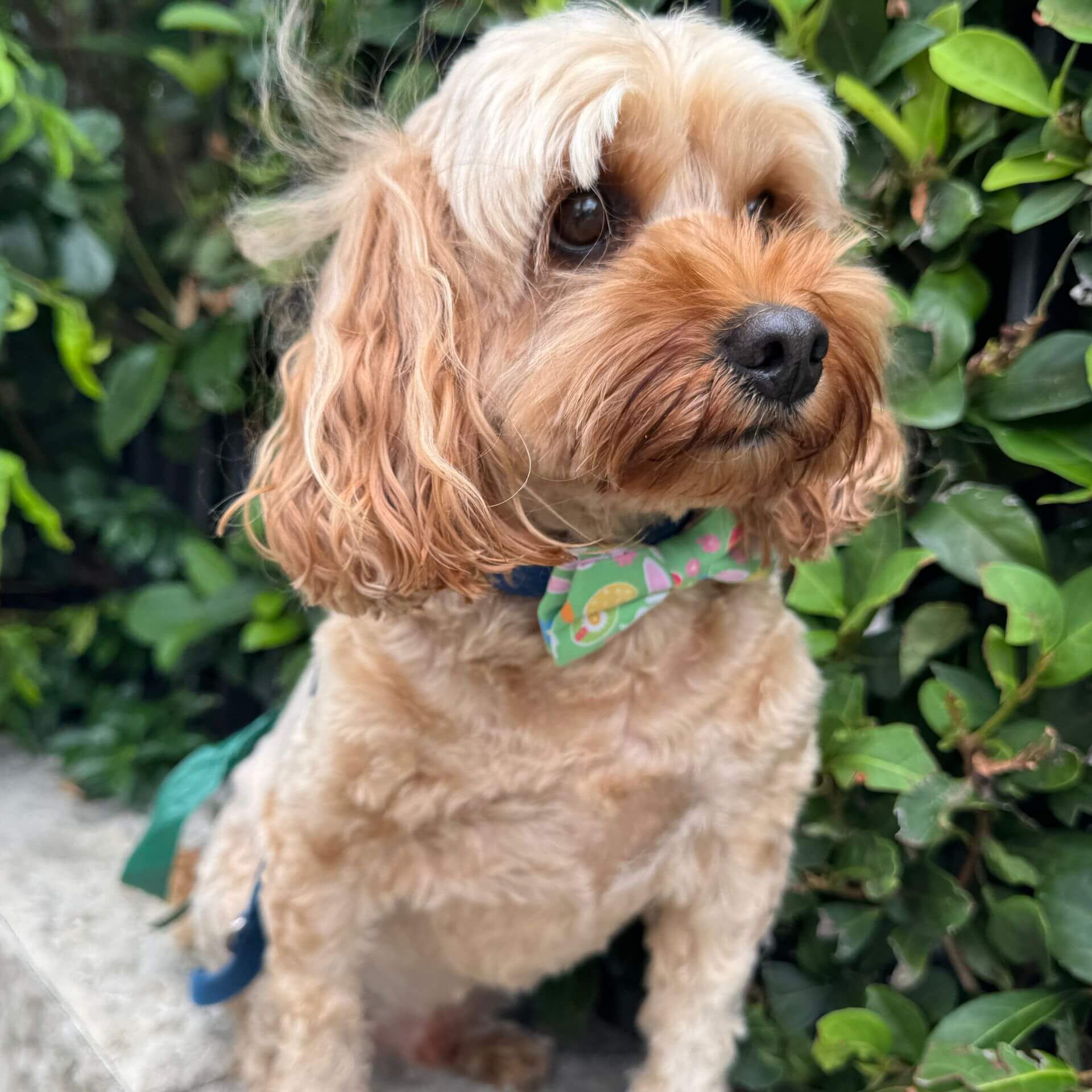 Easter garden dog bow let's pawty 