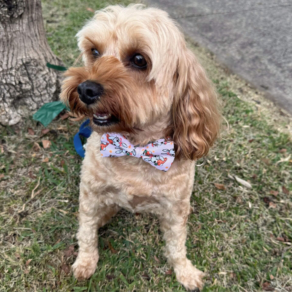 Easter bunny dog bow let's pawty 