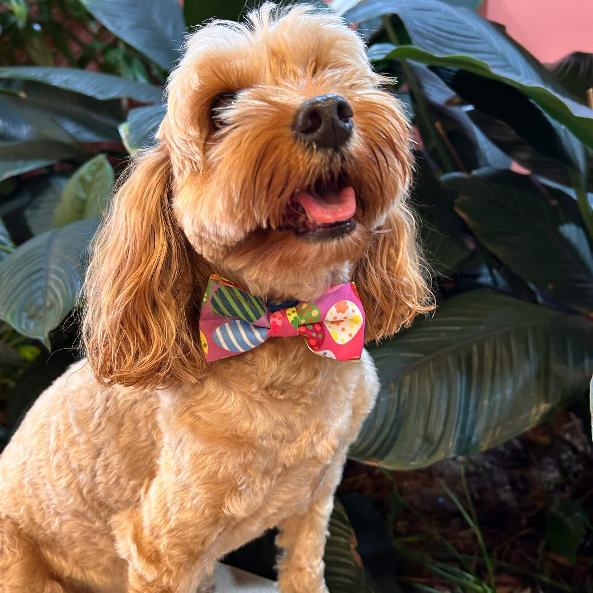 Easter dog bow tie, let's pawty