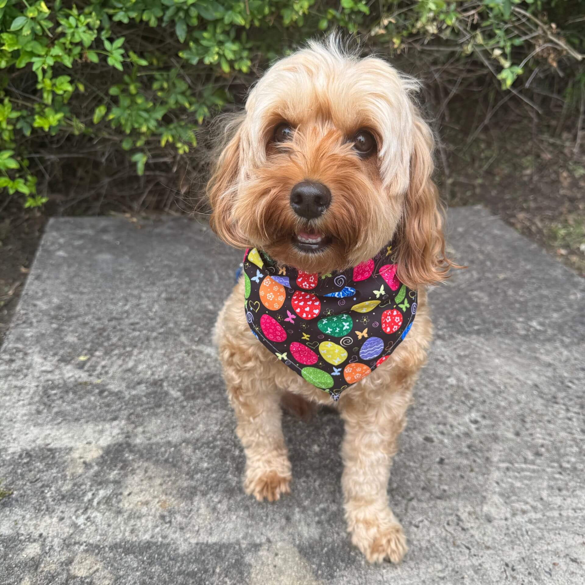 Easter egg tie up dog bandana