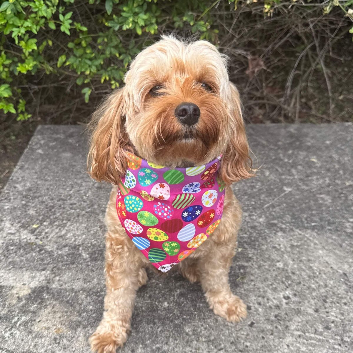 Tie up dog bandana, let's pawty 