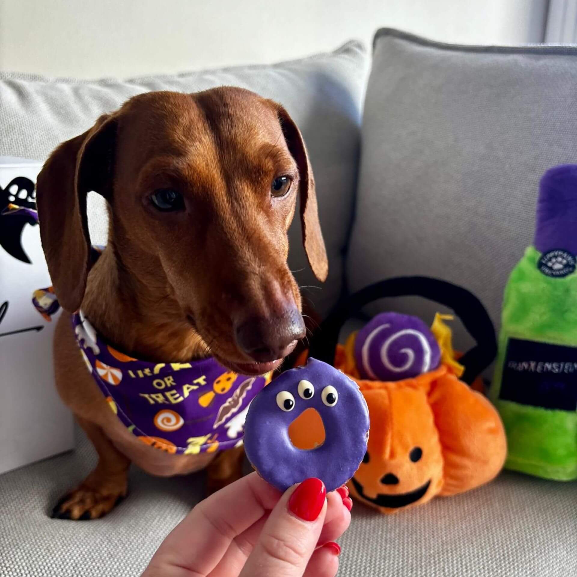 Edible dog treats, hard baked cookie, let's pawty 