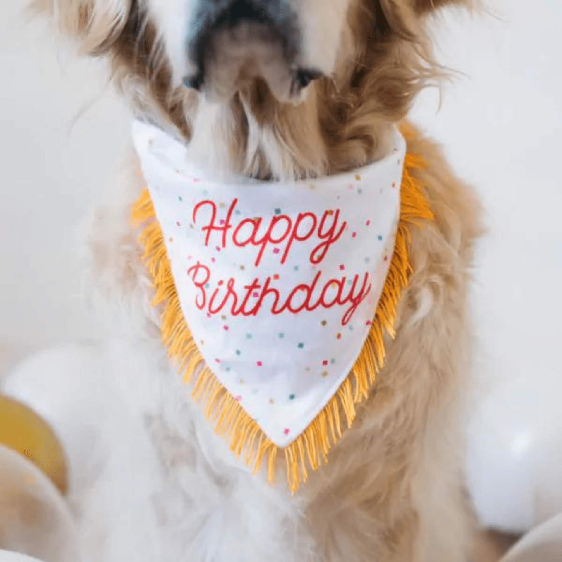 Birthday Dog Bandana and Bone Dog Toy 2-Pack Set