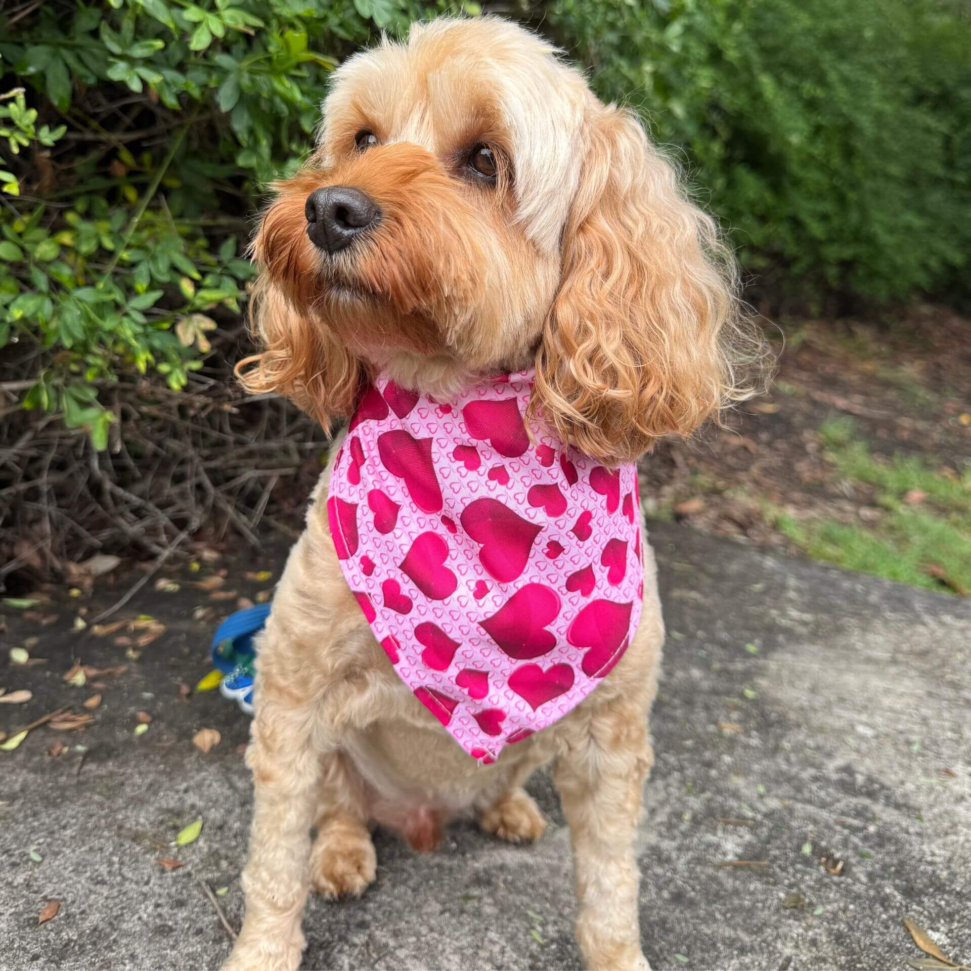 Love heart valentine themed dog bandana