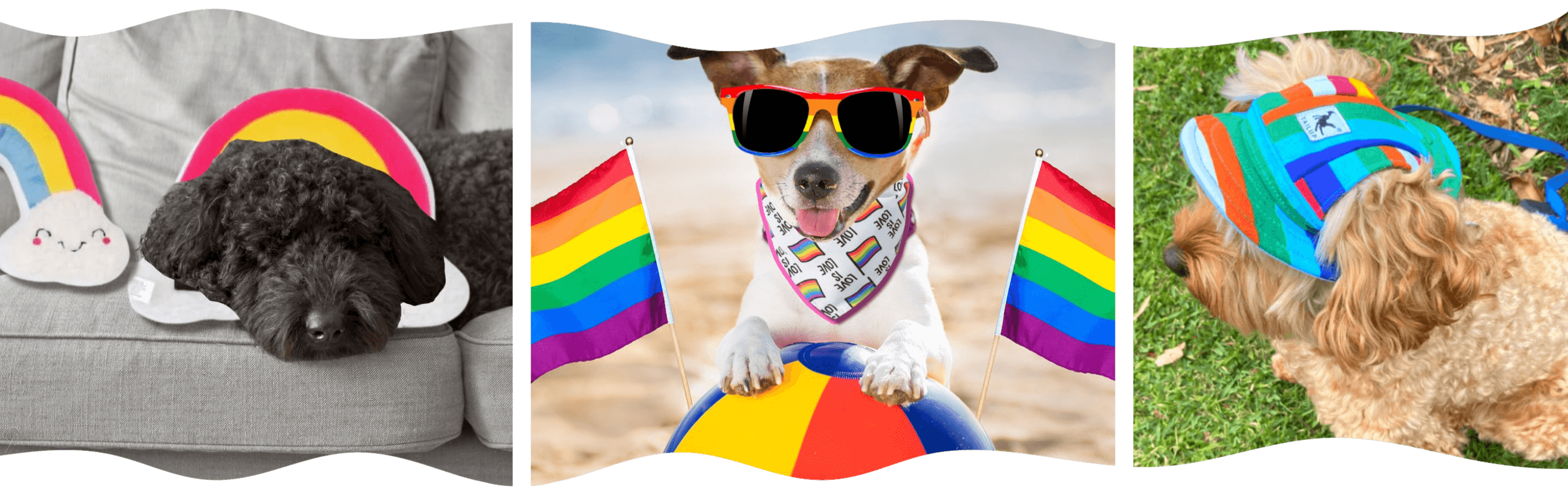 Pride themed dog toys, treats Let's Pawty 