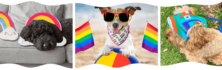 Pride themed dog toys, treats Let's Pawty 