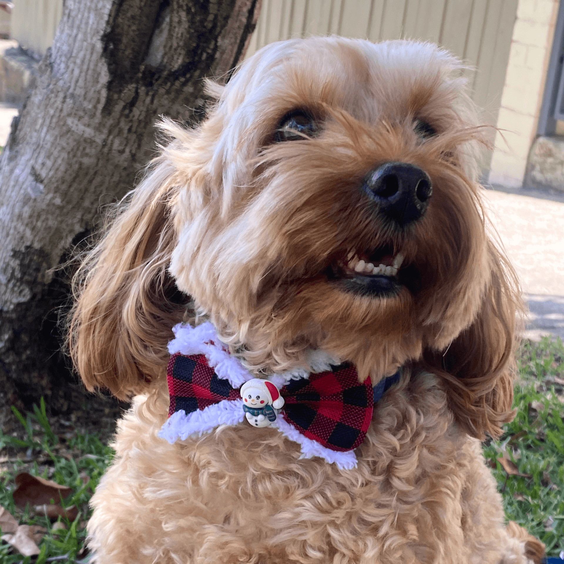 Buffalo red plaid over the collar dog bow, let's pawty 